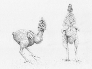 http://www.pierrettegaudiat.com/files/gimgs/th-109_dessin-gaudiat-poulet-champignon.jpg